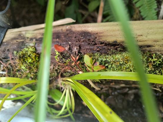 An 'ohi'a lehua seedling growing out of a mossy clump on a rotting 2x4. The large plant in the foreground is a wild orchid that's also growing in the mossy clump. The 'ohi'a seedling is peeking out from behind the orchid.
