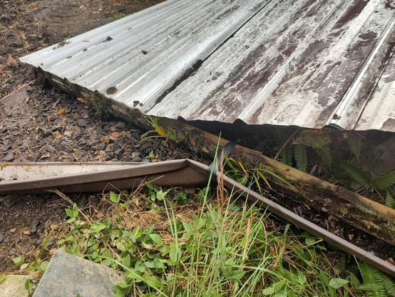 A section of roof on the ground, with a rotting 2x4 on it. The rotting 2x4 has clumps of moss/orchid/'ohi'a seedlings along its length.