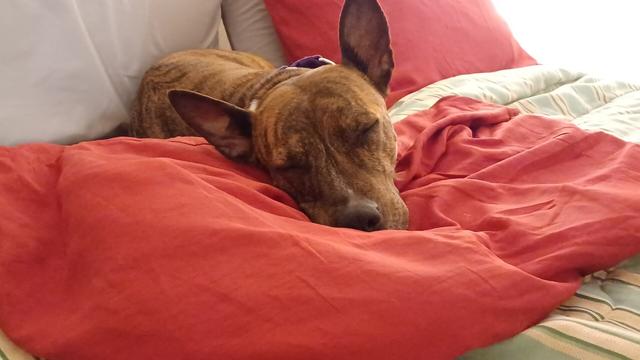 A brown brindle dog with large, pointed ears lays with it's head on an apple-red pillow, sleeping.