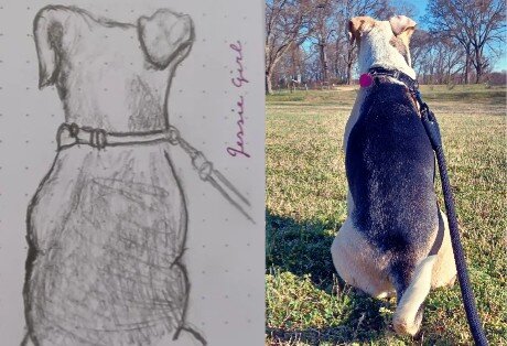 A collage of a sketch and the photo it was sketched from. The sketch is on the left-had side and has the words "Jessie Girl" written to the right of it in purple ink. On the right-hand side, the photo is of a cream, white, and black colored dog. It is faced away from the camera, sitting down in what appears to be a field. In the distance, there are trees and blue sky. The dog's ears are the floppy sort and the right one is comically flipped back over her head while the left is folded neatly forward as it should be.