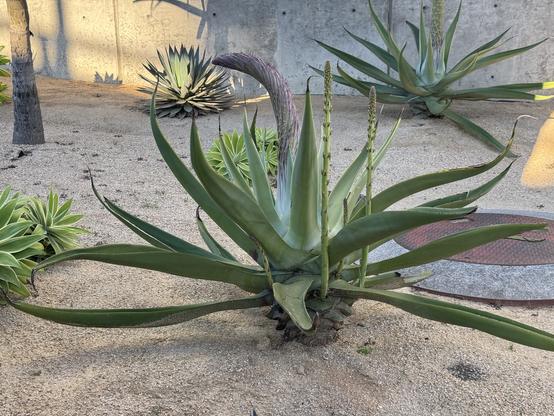 Big agave plant with a central spike that looks like it has purple hairs growing and also smaller spikes growing from around the bottom sides of the plant.