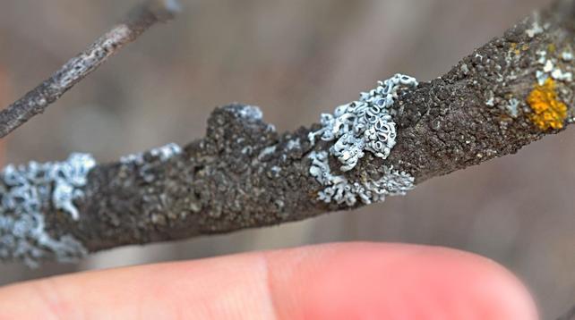 My not especially large, pinkish finger is held beside a dark twig, which is a little smaller in diameter, and with multiple spots of several kinds of very tiny lichens- the close-ups to come show patches no bigger than a (short) fingernail.