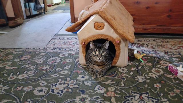 Tabby cat in a little house