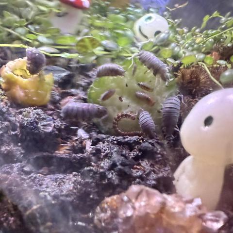 Two small white statues of kodama, looking into the center of the photo where a newly dropped slice of cucumber has been covered in different sized isopods. A small millipede is curled into a "C" on the bottom edge of the slice.