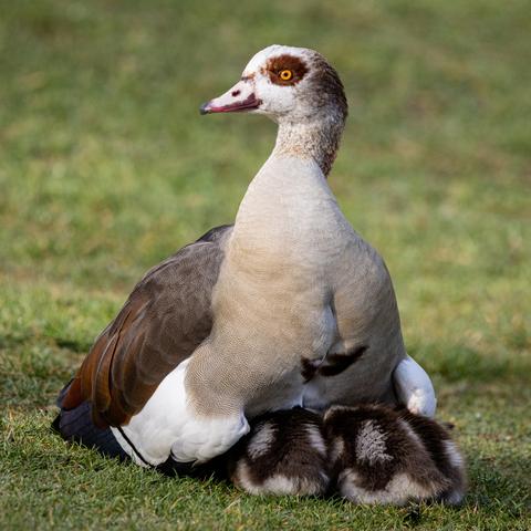 An aegyptian goose on a lawn with three tiny goslings hiding their heads under their parent’s wings in order to conserve warmth. The adult goose holds its wings wide and low in a protective manner.
