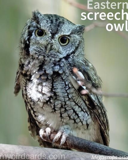 🌎 Eastern screech owl (Megascops asio) 

The eastern screech owl or eastern screech-owl, is a small, nocturnal owl found in wooded areas of eastern North America. It has two colour variations: reddish-brown, and gray (pictured). This owl is known for its distinctive trilling and whinnying calls. It preys on small mammals, birds, and insects and nests in tree cavities. Five subspecies are typically recognised.

Conservation status: Least Concern (IUCN 3.1)

📷: Photo by MiniMe-70 via Pixabay https://pixabay.com/photos/eastern-screech-owl-owl-perched-3526934/

FYMJ