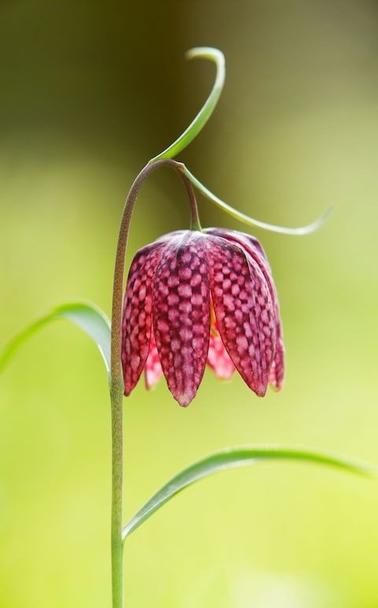 Kievitsbloem, bordeauxrood met  roze geblokt bloemetje in de vorm van een lampje.
