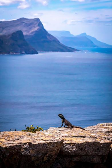 The image shows a lizard on a rocky ledge with a scenic backdrop of a calm ocean and mountainous landscape in the distance. The sky is partly cloudy, creating a picturesque and serene environment.