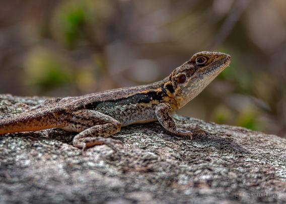 A tawny rock dragon, Ctenophorus decresii, sunning itself on a rock.