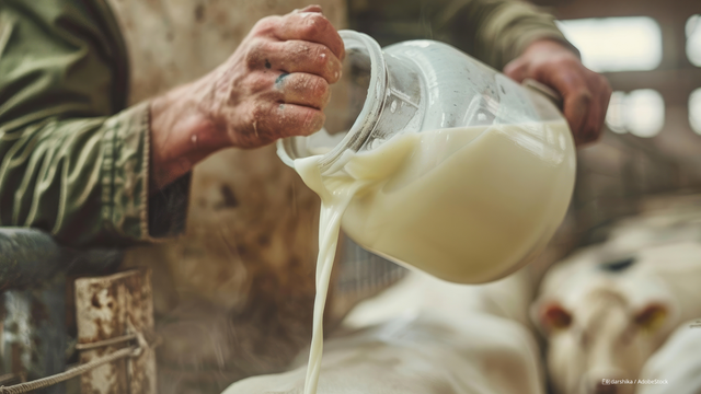 Detailaufnahme von den Händen eines Landwirts, der einen Behälter mit Milch ausschüttet. Die Person befindet sich in einem Stall. Im Hintergrund sind unscharf Kühe abgebildet.