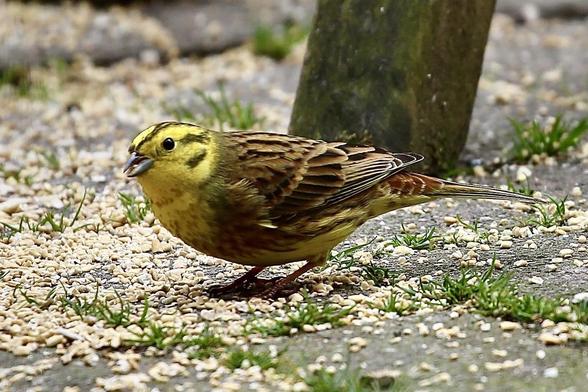 A Yellowhammer feeding of the ground. They are always on the ground. Never on a feeding tray.
