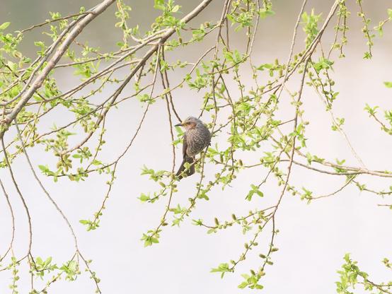 A dusky thrush in a tree. Buds on the branches.