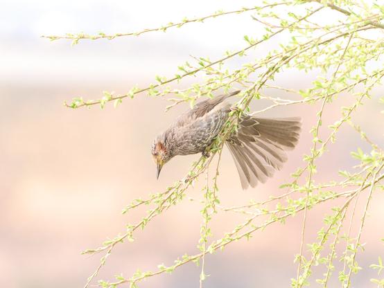 A dusky thrush in a tree. Buds on the branches.