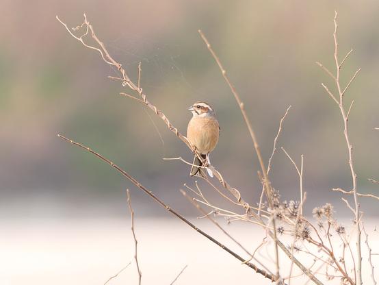 A meadow bunting in a tree.