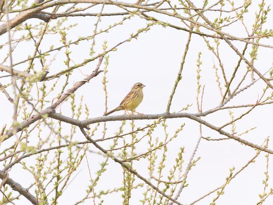 A long-tailed rose finch in a tree.