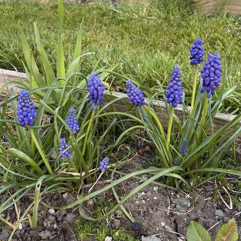 two  tiny grape-hyacinth plants in a dry stony weedy soil bed - around eight blue flower heads