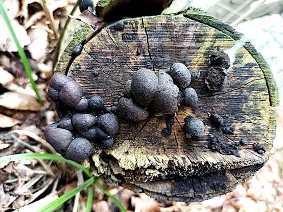 wir blicken auf die schnittfläche eines auf dem auwaldboden liegenden eher kleineren baums, 10 bis 15 cm durchmesser, der schon vor einer ganzen weile umgesägt wurde. die von flechten oder algen grün gefärbte rinde des baums reißt ein und löst sich stellenweise vom holz. die schnittfläche hat sich größtenteils schwarz verfärbt, innen schimmert noch etwas braun vom holz durch, nach außen nimmt strahlenförmig das grün zu, das dann auf der rinde dominiert. aus dem holz der schnittfläche quellen 2 dutzend verschieden große mehr oder weniger kugelige knubbel von matt grau-schwarzen pilzfruchtkörpern die teilweise ineinander wachsen