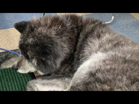 秋田犬会館配信！