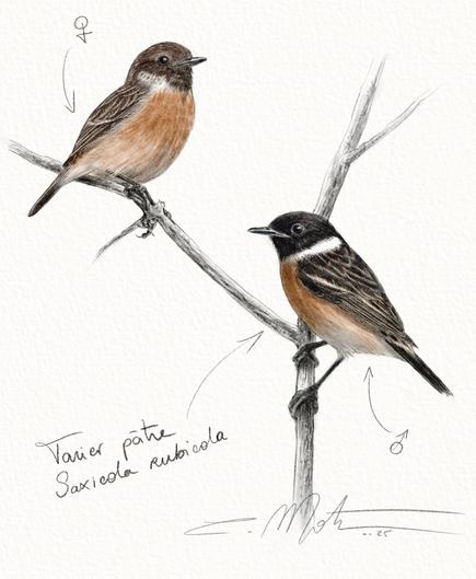 Illustration d'un coupe de Tarier pâtre sur une branche