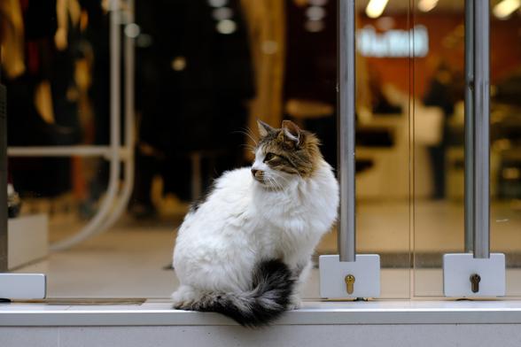 Photo of a fluffy tabby-and-white cat sitting in the entrance of a clothing shop.