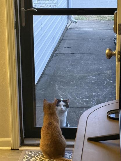 The image shows two cats at a glass door. The door is open, revealing a concrete pathway and a white siding wall outside. Inside, a ginger cat is sitting on a patterned rug, facing the door. Outside, a black and white cat is sitting on the concrete, looking back at the ginger cat. The door has a silver handle and a brass doorknob. A welcome sign is visible on the door, reading "Welcome Family, Friends, Neighbors, & Deliveries." The scene is well-lit, suggesting it is daytime.