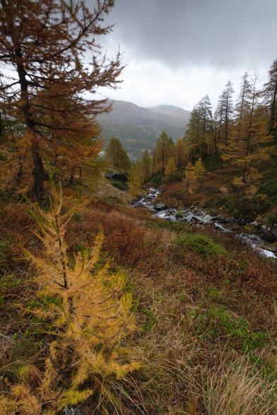 Autumnal mountain landscape with larch trees and a stream.