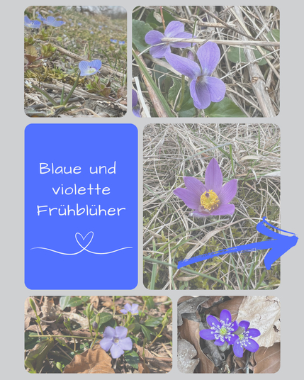 Collage aus 5 Blumenbildern, dazu ein Textfeld worauf steht: Blaue und violette Frühblüher, darunter ein stilisiertes Herz.