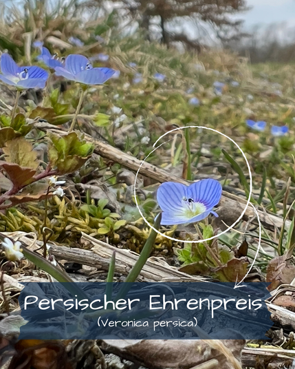 Persischer Ehrenpreis (Veronica persica)
Ein kleiner, zartblauer Blütenteppich breitet sich am Boden aus. Die Blüten des Persischen Ehrenpreises haben vier Blütenblätter mit dunkleren Streifen und einer weißen Mitte. Die Pflanze wächst zwischen trockenem Gras und kleinen grünen Blättern.