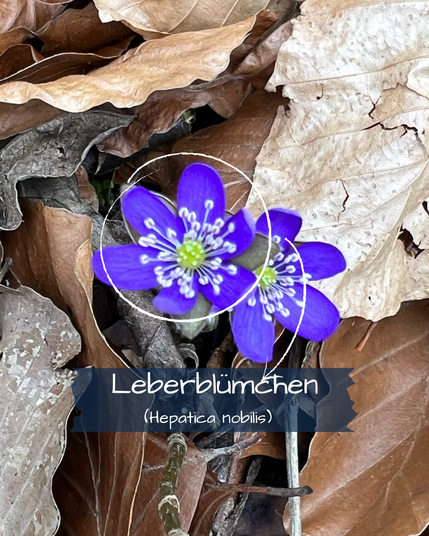 Leberblümchen (Hepatica nobilis)
Eine strahlend blaue Blüte mit sechs bis neun Blütenblättern und einem auffälligen weißen Staubgefäßkranz leuchtet aus dem braunen Laub des Waldbodens. Die Pflanze gehört zu den klassischen Frühblühern schattiger Laubwälder.