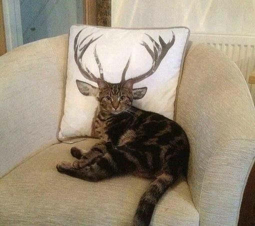 A photograph of a cat sitting on a white armchair in front of a cream cushion with a deer with antlers on it. The cats face blends perfectly with the cushion behind giving the impression it has antlers, and four ears
