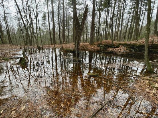 Standing on a small embankment and looking down at an angle at a large “puddle” in the woods. Most of the water is shallow, less than three inches deep, but up to six inches at its deepest. The bottom is a carpet of leaves. A gray sky is reflecting off a lot of the water with shadows of nearby trees there as well. The entire pool is approximately 40 feet by 30 feet.
