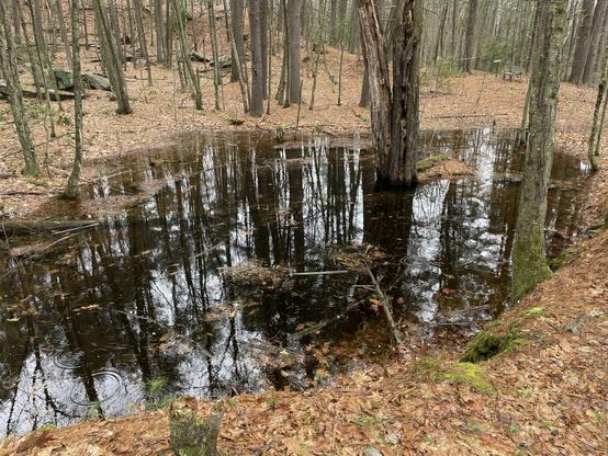 The same vernal pool as the first picture, except now the view is from the other side, 
atop a slightly higher embankment. The shape of the pool is more obvious, that of an oval, even a human eye. Green moss can be seen at its edges. A thick dead snag tree is in the pool, completely surrounded by water. Two circular ripples can be seen in the lower left. It was not raining so this might be the movement of something living, or hunting, in the water.