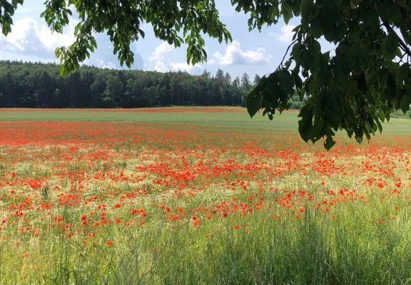 Blühflächen im Landkreis Northeim, die im Rahmen des Pilotprojekts „KOOPERATIV – Biodiversität auf der Landschaftsebene fördern“ angelegt wurden

Foto: Jule Huber