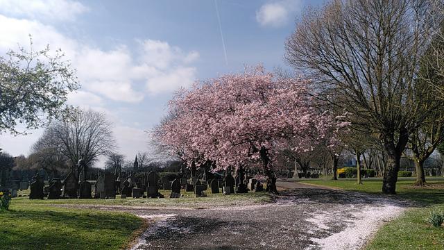 Tree in a graveyard with pink blossom all over the place.