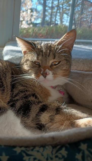 Pax, our small young tabby cat with white markings, is lying happily in her turquoise and white cat bed as sunbeams pour over her.  She has a contented expression on her face.  Her long white whiskers are flowing outward from her face.