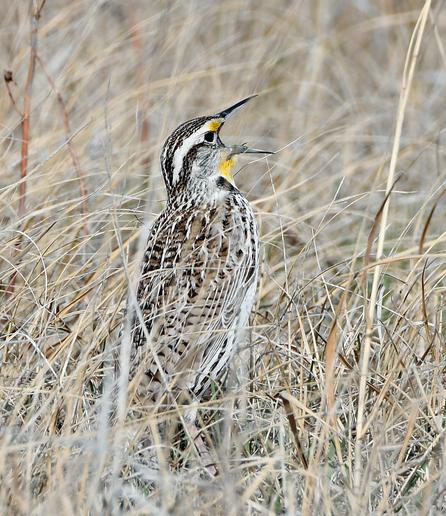 Meadowlark #Bird 

A meadowlark sings in the tall dry spring prairie grass