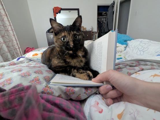 a torti cat sitting on an open book.