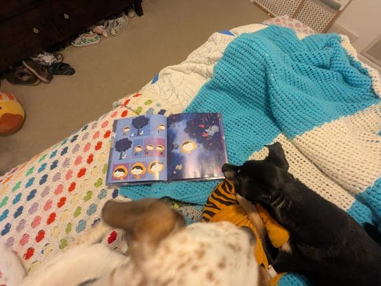 two dogs read a blue book.