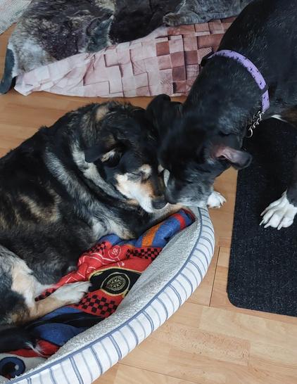 2 senior dogs in a kitchen, one is lying in a dog bed. She is black , brown and white and the other is a tall black and white dog and they are touching noses.