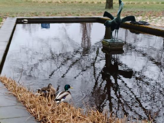 Foto eines steinumrandeten Teichs mit einer Skulptur eines Kranichpaars in der Mitte. 
Im Vordergrund neben braunem Schilfgras blickt ein Entenpaar aufs Wasser. Im Wasser spiegeln sich die Äste der dahinter stehenden Linde.