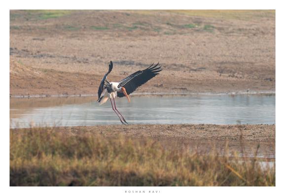 A painted stork gracefully landing on the muddy bank of a waterbody, with wings fully spread and legs extended, surrounded by a dry, earthy landscape and still water in the background.