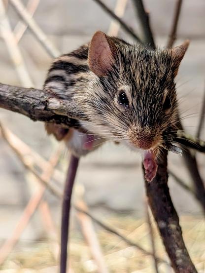 A close-up shot focuses on a small, striped grass mouse perched delicately on a thin, dark twig. The mouse has prominent, rounded, light brown ears and small, dark, beady eyes that gaze slightly to its right. Its fur is a mix of light beige and dark brown stripes running horizontally along its back and sides, transitioning to a lighter, off-white underside. The mouse's tiny pinkish paw hangs off the twig, and its long, slender, dark tail curves downwards. The background is softly blurred, showing a mix of light and dark vertical elements, possibly more twigs or stems, creating a natural, out-of-focus backdrop. The lighting is soft and even, highlighting the texture of the mouse's fur and the delicate details of its features.