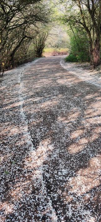 Pedal snow in the spring