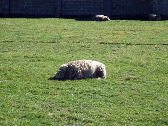 Des moutons profitant du soleil printanier