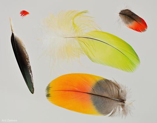 macro photo of five feathers, two red, one green, one mostly black, and one orange and black