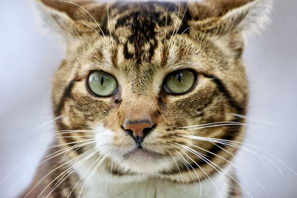 Close-up of brown tuxedo tabby cat with green eyes, looking confused... Former feral Whitefoot cat went to all the trouble of a scrambling up on the roof of the Jeep so he could get some attention but I'm taking pictures instead. Don't worry, seconds after this was taken, he got petted.
