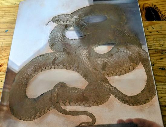 A polished copper plate laying on a wooden desktop. A coiled grass snake is etched on it with line and aquatint grey tones. Some scales have been burnished to act as highlights.