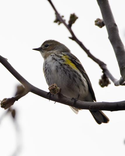 A female Myrte Warbler. She prefers we not talk about her "rump"