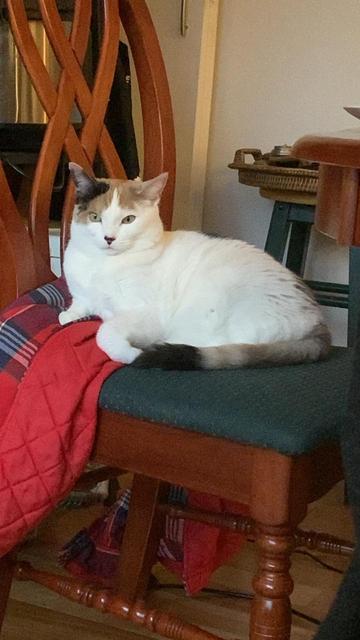 Lainey the mostly white calico sits on a green cushion on a wooden chair and stares at the camera