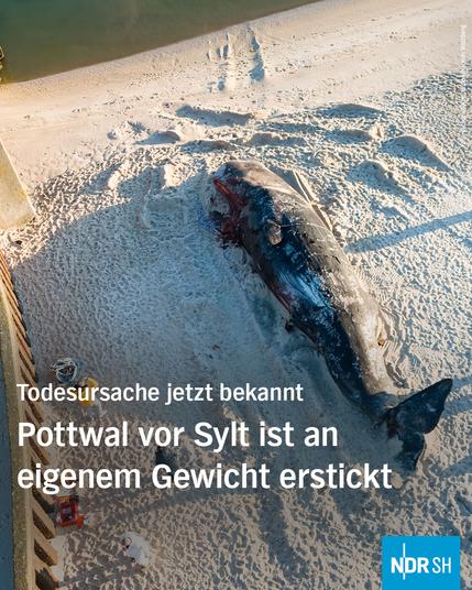 Foto von dem gestrandeten Wal auf Sylt. Dazu der Text: Todesursache jetzt bekannt: Pottwal vor Sylt ist an eigenem Gewicht erstickt.